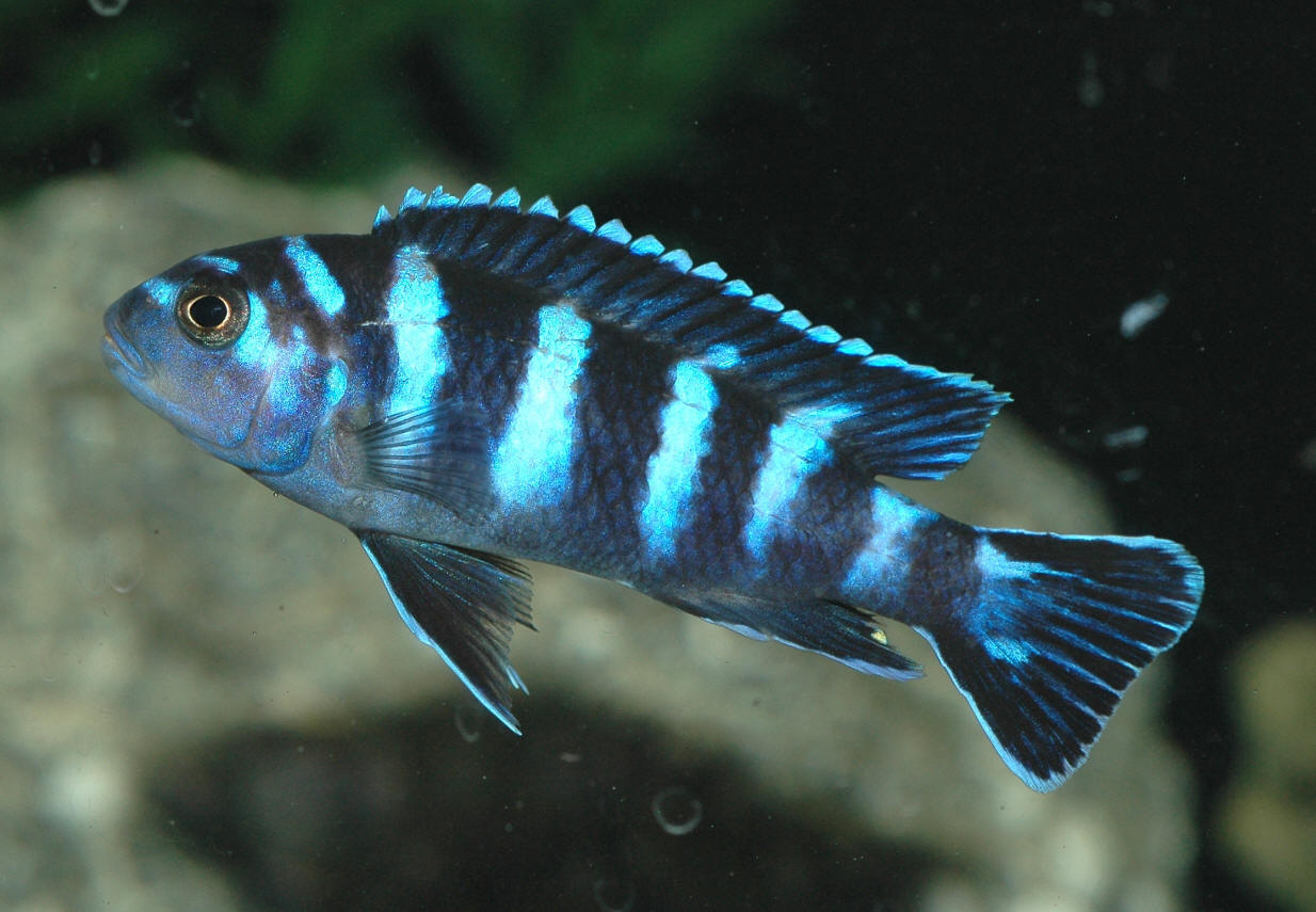 Pseudotropheus demasoni